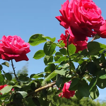 Mas Grimaud - Gite- Et D'hotes Familiales Bed & Breakfast